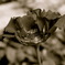 薔薇