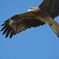 眼光　DSC_0167
