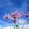 DPP_0300秋桜