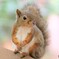 ふとっちょのリス うぇ～食べ過ぎだっちゅ〜の!