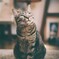 絶対にレンズを見ようとしない猫