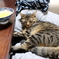 迷惑な猫