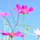 秋桜