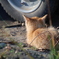 子猫