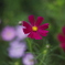 花　その97