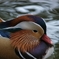 井の頭公園で野鳥撮影