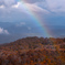 Forest and rainbow