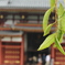 平等院鳳凰堂