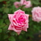 雨上がりの薔薇