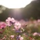 秋の桜