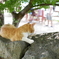 我輩は猫である