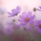 _cosmos