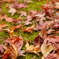 紅葉の絨毯