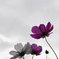cosmos