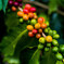 hawaii Big islandUCC Coffee Farm