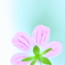 ひめ