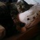 photo_817798
