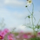 2018秋桜01