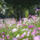 幸せの花園