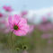 cosmos