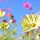 秋桜