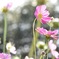 秋桜①