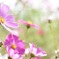 秋桜②