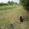 ねこ