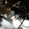 浜離宮/猫　【2010/10/11】