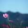 君は秋桜