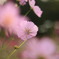 秋桜