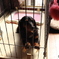 愛犬ミルキー