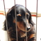 愛犬ミルキー