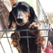 愛犬ミルキー
