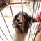 愛犬ミルキー