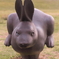 宍道湖うさぎ