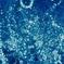 blue tree