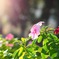 花とともに