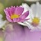 秋桜3