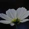 純白の謙虚