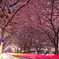 桜と光の線