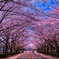 桜並木