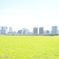 多摩川河川敷