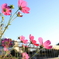 秋桜