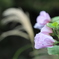 花とススキ
