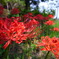 Lycoris radiata