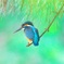 カワセミ　光ヶ丘公園