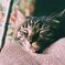ねこのおかしら