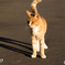 cat1