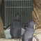 餌待ちペンギン